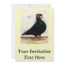 Barb Pigeon Watercolor Custom Invite