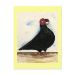 Barb Pigeon Watercolor Post Cards