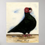 Barb Pigeon Watercolor Posters