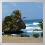 Barbados Beauty posters