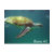 barbados, caribbean, turtle, paynes bay,