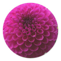barbarry bingo pink stickers
