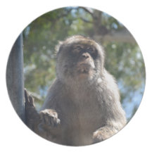 Barbary Ape Dinner Plate