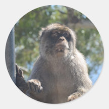 Barbary Ape Round Stickers
