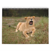 Barbary Lion-nap-001 calendars by NatureByDesign Barbary Lion-nap-001 calendars