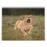 Barbary Lion-nap-001 Wall Calendar