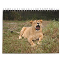 Barbary Lion-nap-001 Wall Calendar