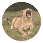 Barbary Lion-nap-003 Stickers