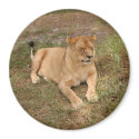 Barbary Lion-nap-007 magnets by NatureByDesign Barbary Lion-nap-007 magnets