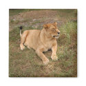 Barbary Lion-nap-008 magnets by NatureByDesign Barbary Lion-nap-008 magnets