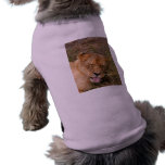 Barbary Lion-nap-017 Dog Clothes