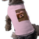 Barbary Lion-nap-021 Pet Tshirt