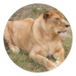 Barbary Lion-nap-025 Sticker