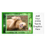 Barbary Lion-Nap-c-19 copy Photo Greeting Card