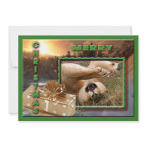 Barbary Lion-Nap-c-67 copy Custom Announcements