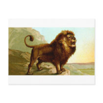 Barbary Lion Post Card