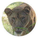 Barbary Lion-set-1-001 Stickers
