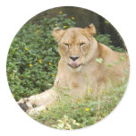 Barbary Lion-set-1-005 Round Sticker