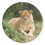 Barbary Lion-set-1-006 Sticker