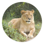 Barbary Lion-set-1-007 Round Stickers