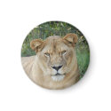 Barbary Lion-set-1-009 magnets by NatureByDesign Barbary Lion-set-1-009 magnets
