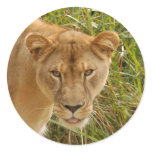 Barbary Lion-set-1-016 Stickers