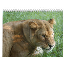 Barbary Lion-set-1 Wall Calendar