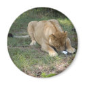 Barbary Lion-toy-001 magnets by NatureByDesign Barbary Lion-toy-001 magnets