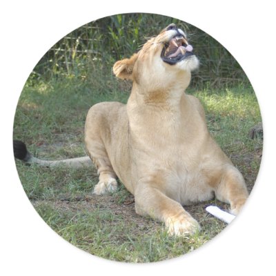 Barbary Lion-toy-003 Round Stickers by NatureByDesign
