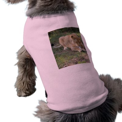 Barbary Lion-toy-005 Dog Clothes by NatureByDesign