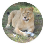 Barbary Lion-toy-012 Stickers