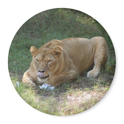 Barbary Lion-toy-015 Magnets by NatureByDesign