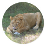 Barbary Lion-toy-015 Stickers