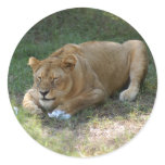 Barbary Lion-toy-016 Sticker