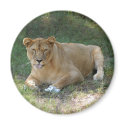 Barbary Lion-toy-017 magnets by NatureByDesign Barbary Lion-toy-017 magnets