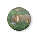 Barbary Lion-toy-022 magnets by NatureByDesign Barbary Lion-toy-022 magnets