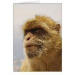 Barbary Macaques in Gibraltar Monkey Face Card