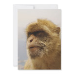 Barbary Macaques in Gibraltar Monkey Face Invitation