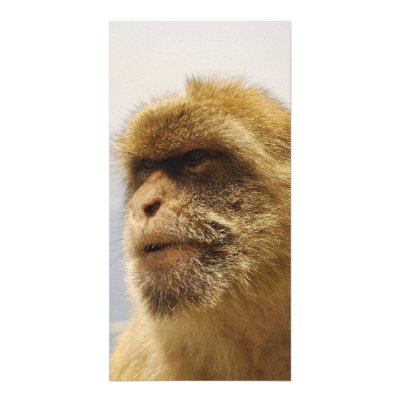 Barbary Macaques in Gibraltar Monkey Face Picture Card by wallarts