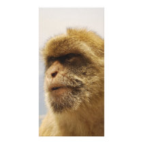 Barbary Macaques in Gibraltar Monkey Face Picture Card