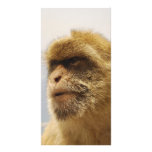 Barbary Macaques in Gibraltar Monkey Face Picture Card