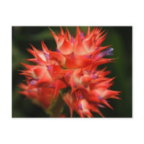 Barbed Flower Postcards