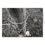 Barbed Wire Post BW Photo Art Greeting Cards