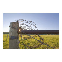 Barbed wire rolled up on fencerow near