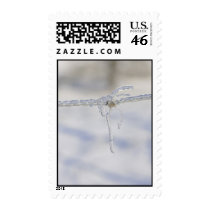 Barbed wire very iced with a little piece of fur stamp