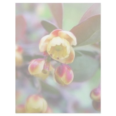 Barberry Flowers Personalized Letterhead by Pretty_World