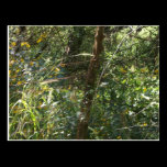Barbwire Fence Postcard postcards
