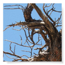 Bare Branches Detail posters by bradyemmett Bare Branches Detail posters