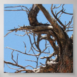 Bare Branches Detail Poster