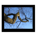 Bare Branches posters